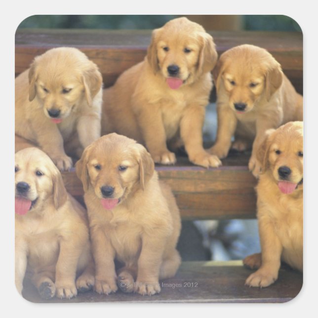 Sticker Carré Golden Retriever ; est relativement moderne et (Devant)