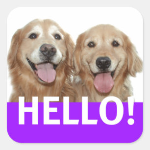 Sticker Carré Golden Retriever Hello