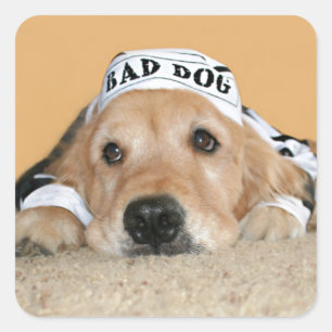 Sticker Carré Golden Retriever Mauvais chien prisonnier