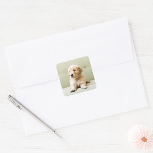 Sticker Carré Golden Retriever Puppy