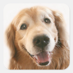 Sticker Carré Golden Retriever souriant