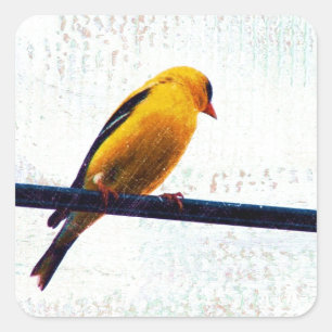 Sticker Carré Goldfinch sur une ligne électrique