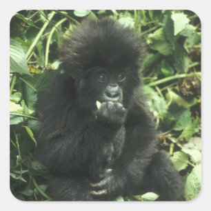 Sticker Carré Gorille des montagnes, (Gorilla gorilla beringei),