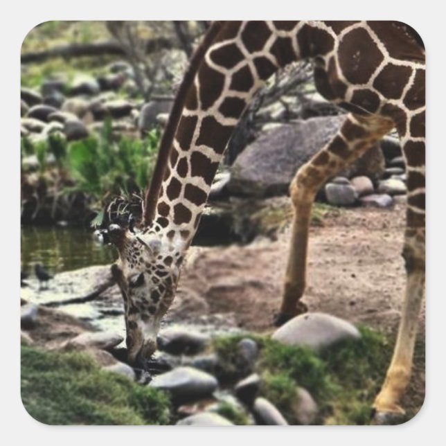 Sticker Carré Gracieux verre de girafe (Devant)