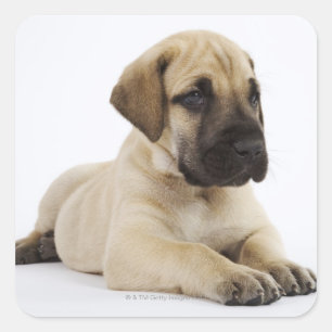 Sticker Carré Grand chiot Dane Lying in Studio