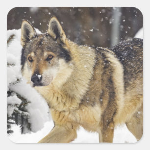 Sticker Carré Grand Loup sauvage gris dans la neige