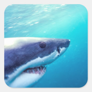 Sticker Carré Grand requin blanc   Afrique du Sud