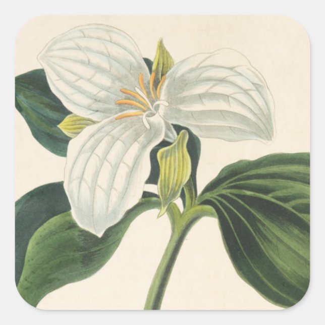 Sticker Carré Grand Trillium Fleuri (Devant)