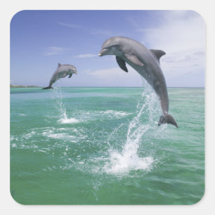 Sticker Carré Grands dauphins Tursiops truncatus