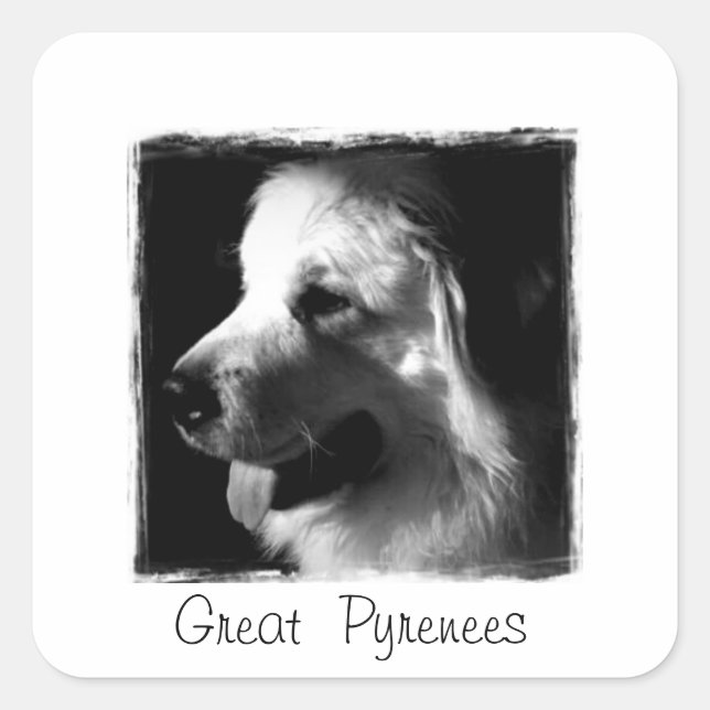 Sticker Carré Grands Pyrénées Noir et Blanc Photo (Devant)