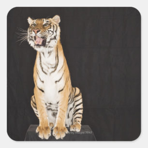 Sticker Carré Gravure de tigre