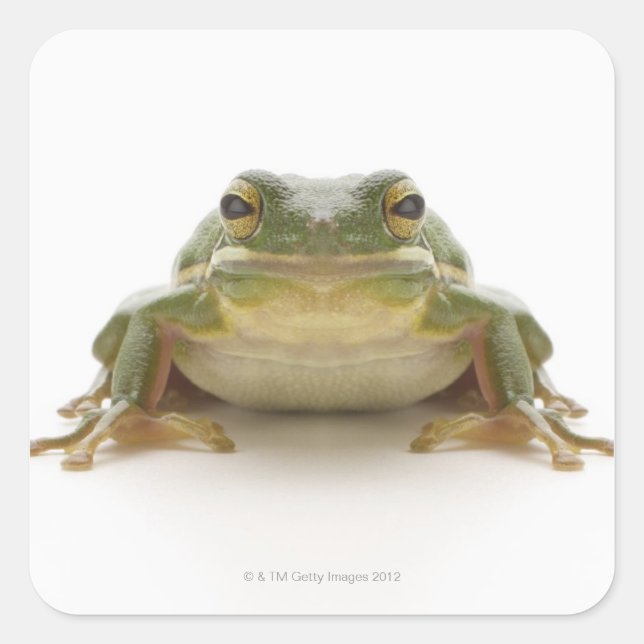 Sticker Carré Green tree frog (Hylidae cinerea) (Devant)