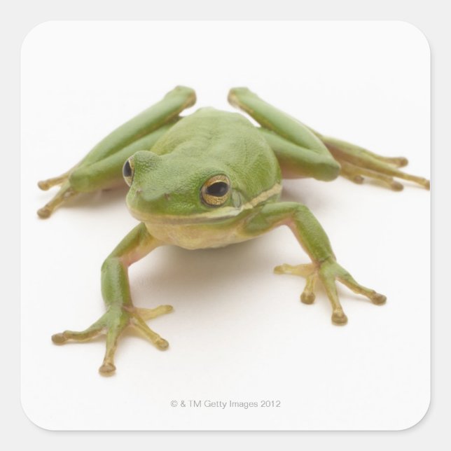 Sticker Carré Grenouille à arbre vert (Devant)