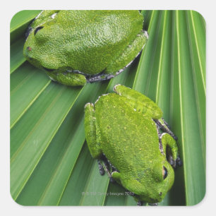 Sticker Carré Grenouille à écorce (hyla gratiosa)