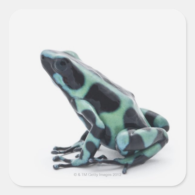 Sticker Carré Grenouille à poison noire et verte (Devant)