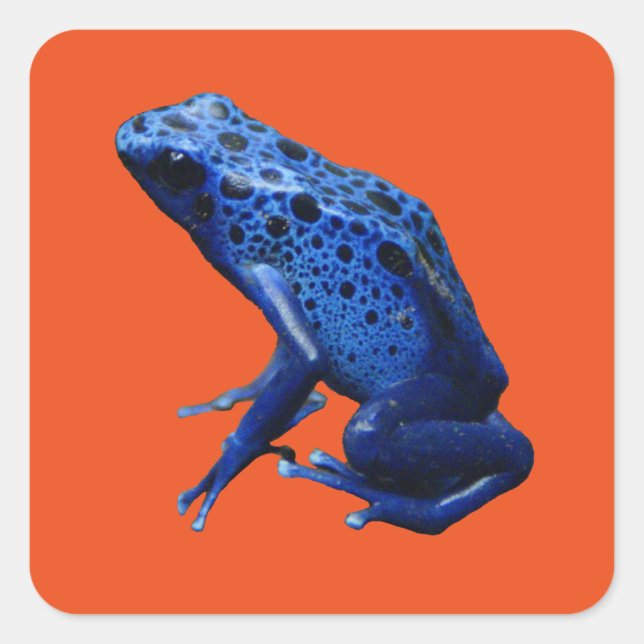 Sticker Carré Grenouille à tarte à poison bleu (Devant)