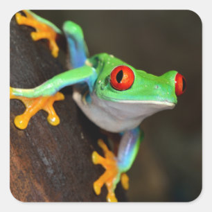 Sticker Carré Grenouille à yeux rouges tropicale - Agalychnis Ca