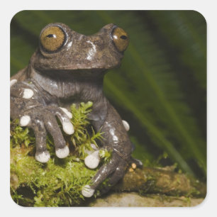 Sticker Carré Grenouille arboricole captive de Tapichalaca Hylos