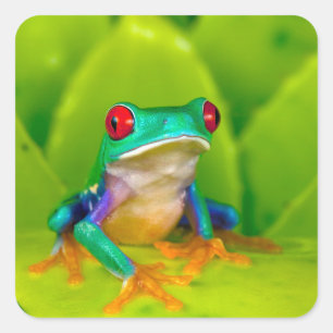 Sticker Carré Grenouille aux yeux rouges, Costa Rica