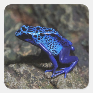 Sticker Carré Grenouille bleue poison, grenouille bleue vive