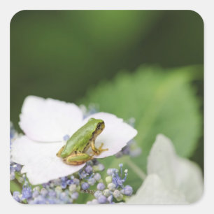 Sticker Carré Grenouille d'arbre assise sur une Hydrangée, Hyogo