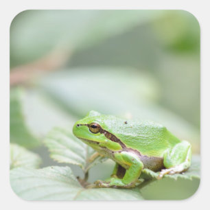 Sticker Carré Grenouille d'arbre européenne dans l'autocollant