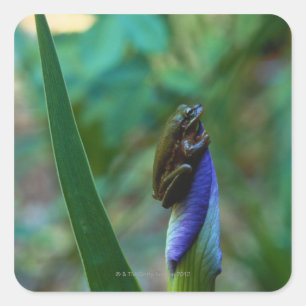 Sticker Carré Grenouille d'arbre vert sur Iris
