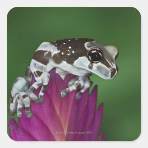 Sticker Carré Grenouille de lait, resinifictrix de