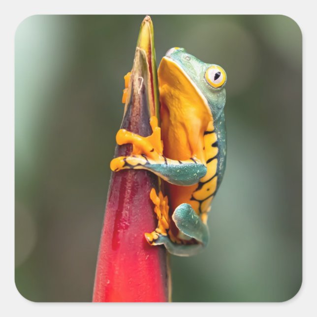 Sticker Carré Grenouille de singe à pattes de tigre Vert Orange (Devant)