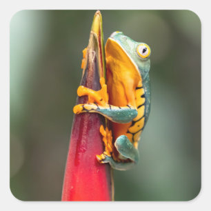 Sticker Carré Grenouille de singe à pattes de tigre Vert Orange