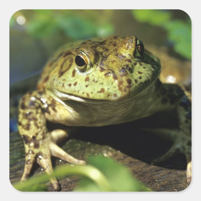 Sticker Carré Grenouille taureau. (Devant)