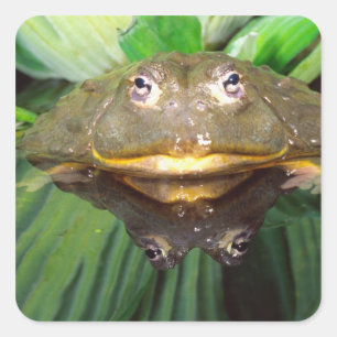 Sticker Carré Grenouille-taureau africaine, Pyxicephalus 2