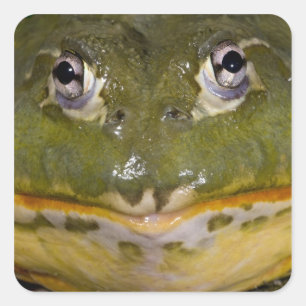 Sticker Carré Grenouille taureau fouisseuse africaine, Pyxicepha