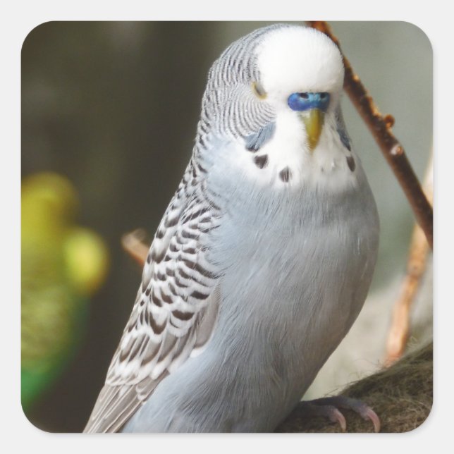 Sticker Carré Grey Budgie Bird (Devant)