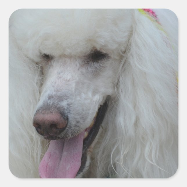 Sticker Carré Grinning White Standard Poodle (Devant)
