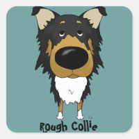 Gros nez Rough Collie
