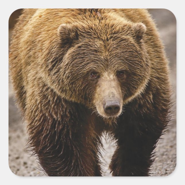 Sticker Carré gros ours brun (Devant)