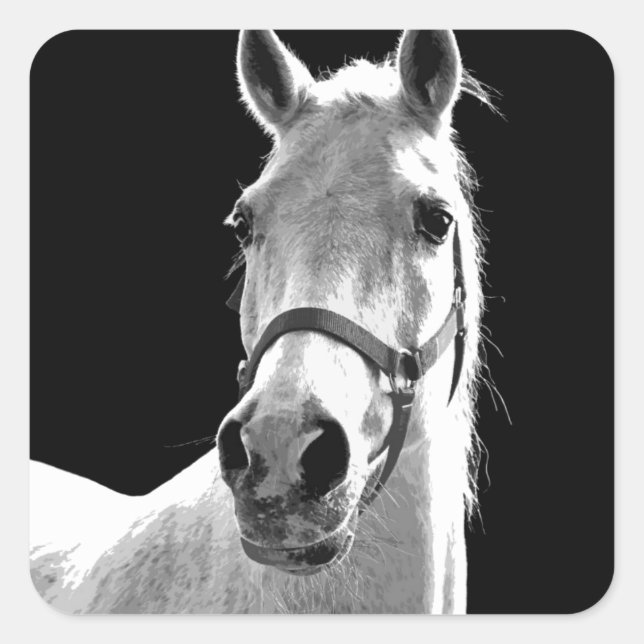 Sticker Carré Gros plan Cheval blanc noir en nuit (Devant)
