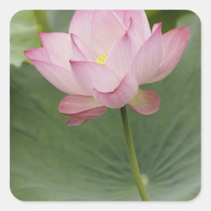 Sticker Carré Gros plan de fleur de lotus, Nelumbo nucifera),