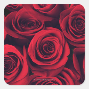 Sticker Carré Gros plan de fleurs de rose rouge.