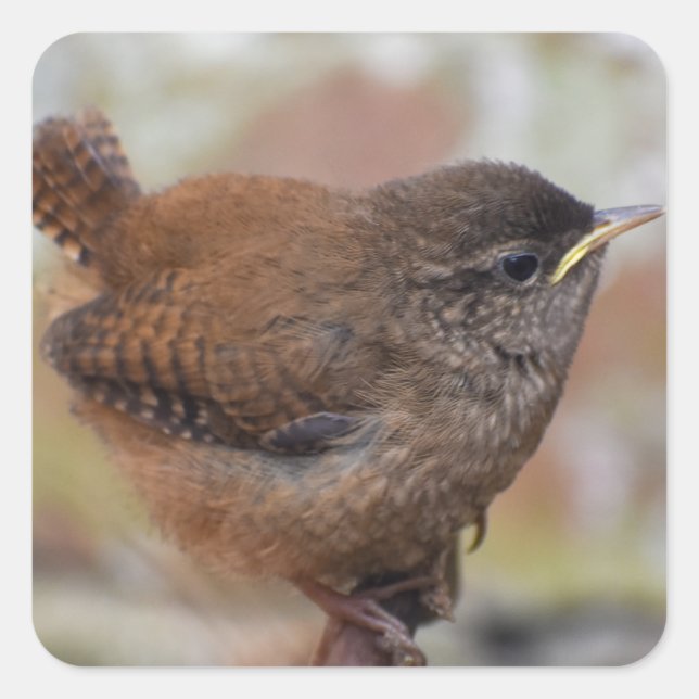 Sticker Carré Gros Plan D'Un Joli Jeune Wren (Devant)
