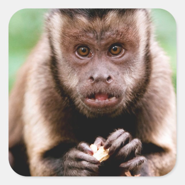 Sticker Carré Gros plan d'un singe capucin à cou noir (Devant)