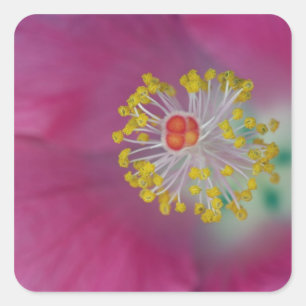 Sticker Carré Gros plan sur l'étamine de fleur d'Hibiscus, Hibis