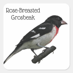 Sticker Carré Grosbeak à poitrine rose