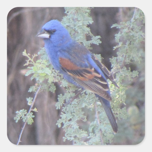 Sticker Carré Grosbeak bleu (Devant)