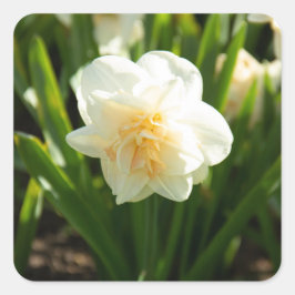 Sticker Carré Grosses jonquilles blanches le jour du printemps