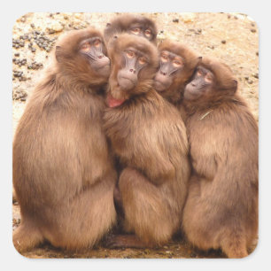 Sticker Carré Groupe d'autocollant de singes