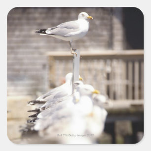 Sticker Carré Groupe de Goélands argentés (Larus argentatus) sur