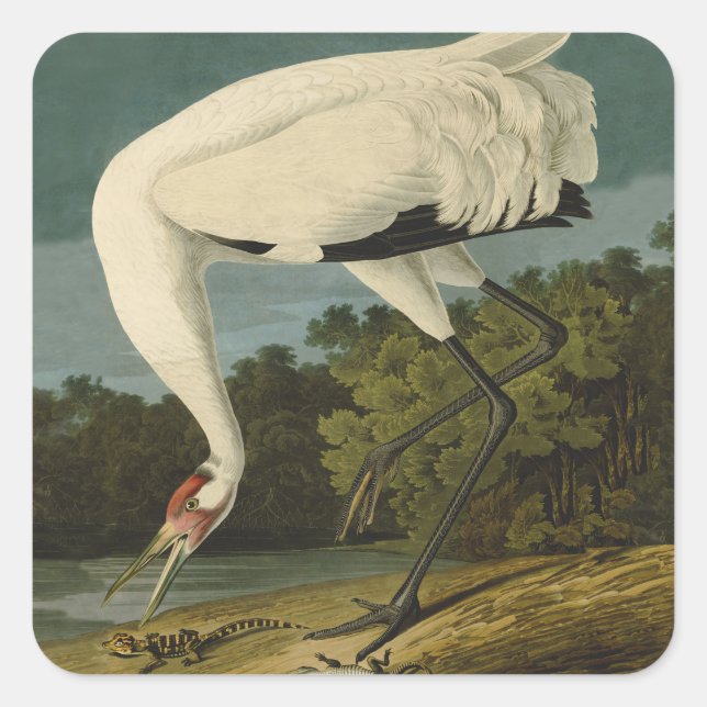 Sticker Carré Grue blanche Audubon Peinture d'oiseaux (Devant)