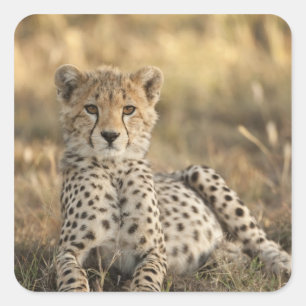 Sticker Carré Guépard, Acinonyx jubatus